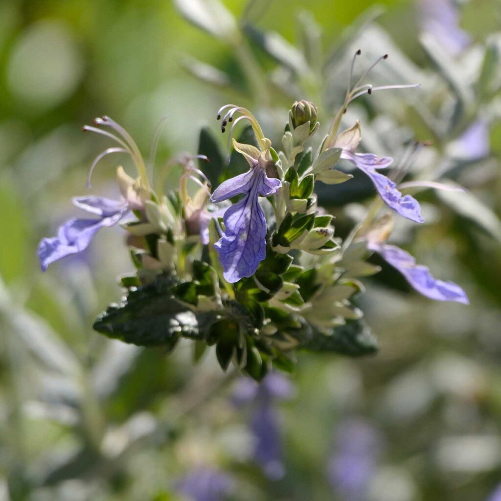 Monastero di Siloe, Klostergarten: Desert-Lavendel Blüten