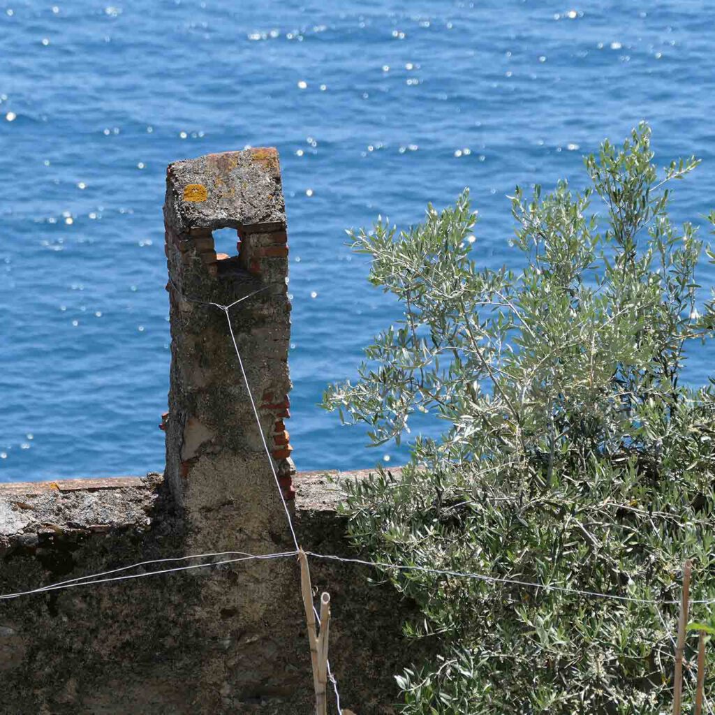Olivenbäumchen mit alter Mauer und blauem Meer.