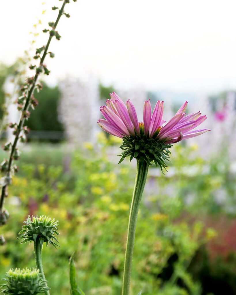 Die Echinacea geniesst das milde Abendlicht auf dem Albis im Klostergarten.