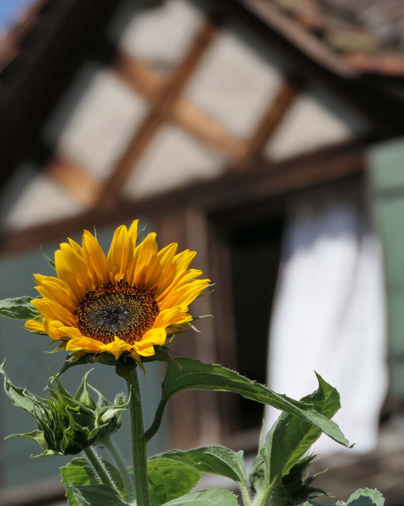 Lustig lacht die Sonnenblume ins Licht. Gesehen im Klostergarten der Schweizer Benediktinerinnen in Fahr bei Zuerich.