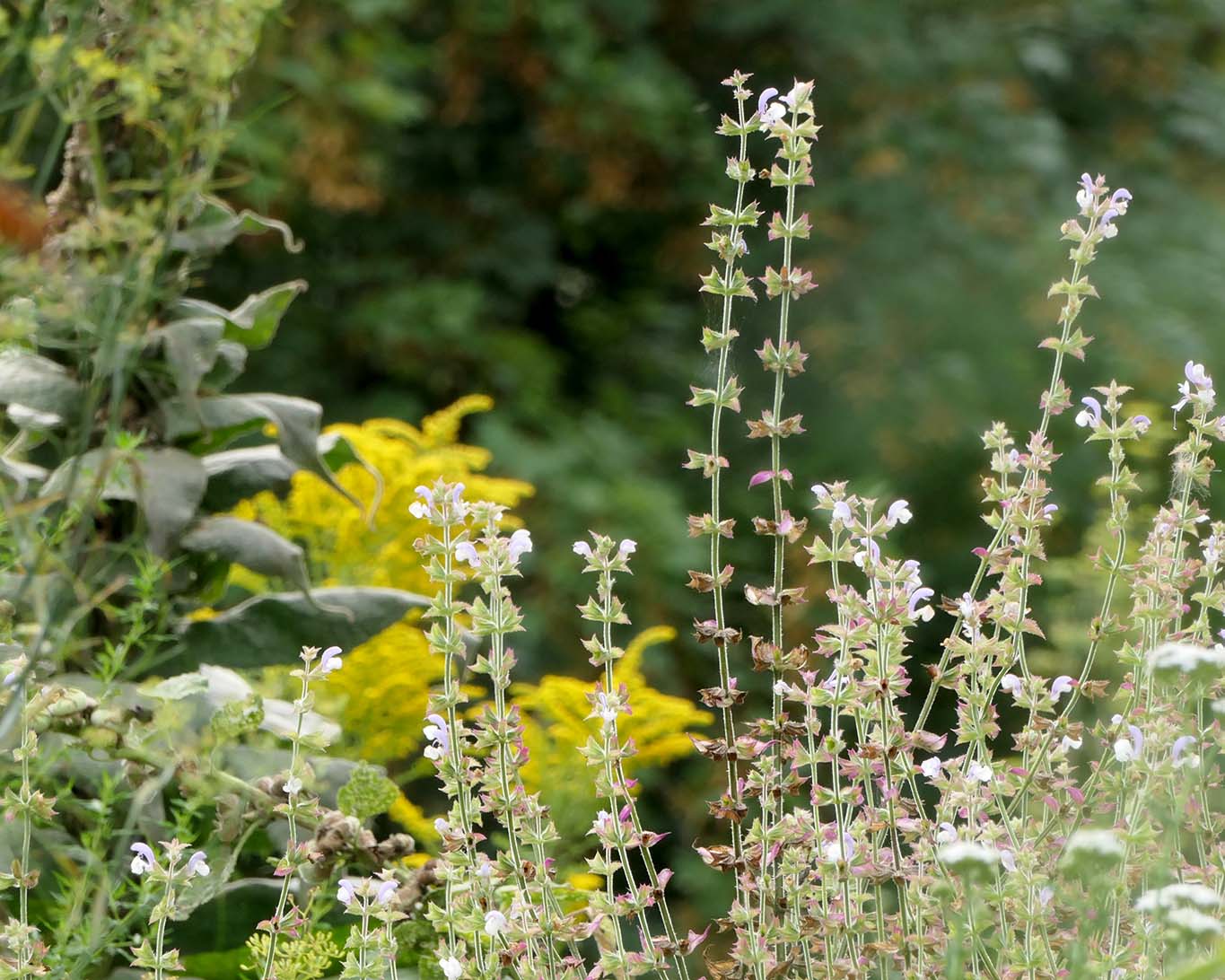 Muskatellersalbei hat seinen Namen vom Duft seiner Blüten und Blätter.