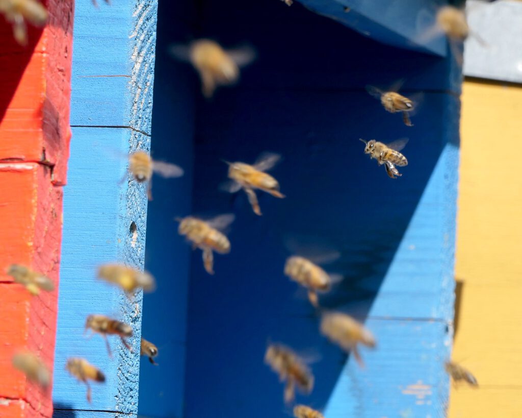 Bienen sind die fleissigsten Mitarbeiterinnen des Kapuzinerklosters unterhalb des Monte Bigorio.