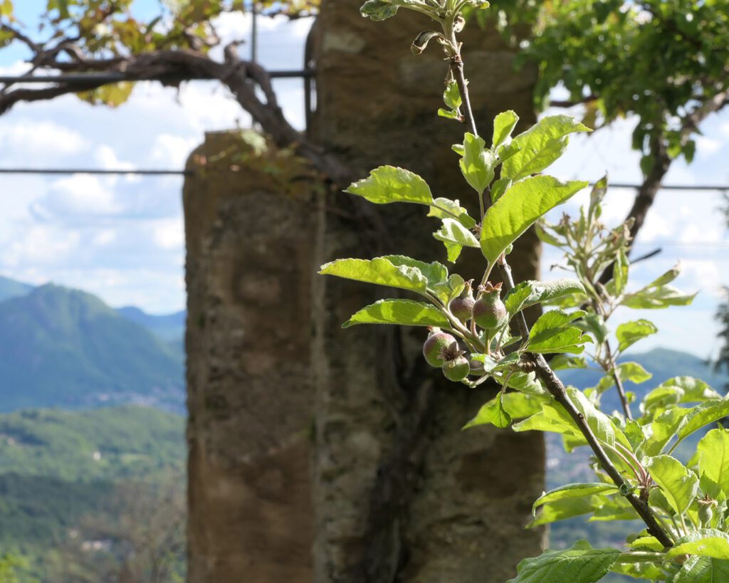 Ein Klostergarten soll Nahrhaftes, wie Früchte und Wein, für die Brüder bereithalten.