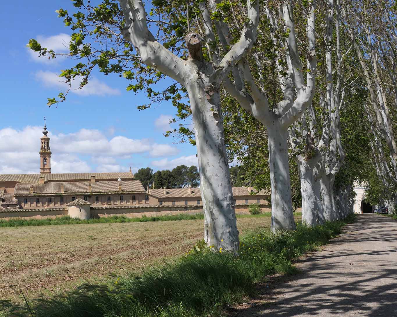 Die Platanenallee führt zum Eingang der Cartuja Aula Dein bei Zaragoza.