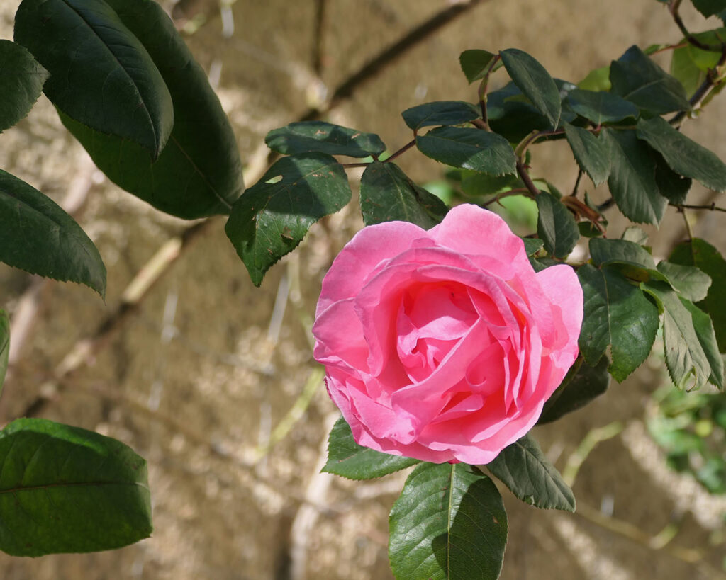 Die Rose ist Sinnbild für die Muttergottes auch in der Cartuja Aula Dei.