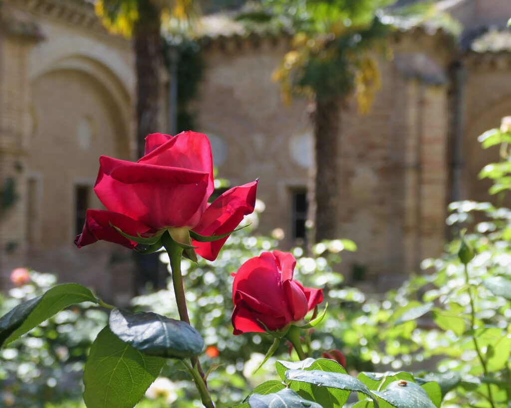 Rosen im Garten des Kreuzgangs der Cartuja Aula Dei.