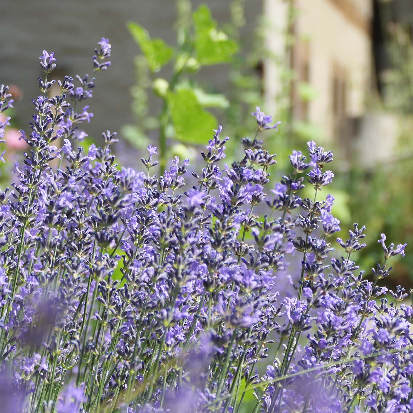 Blühender Lavendel im Klostergarten des Benediktinerinnenklosters Fahr.